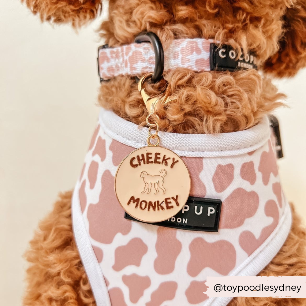 Dog Collar Charm - Cheeky Monkey