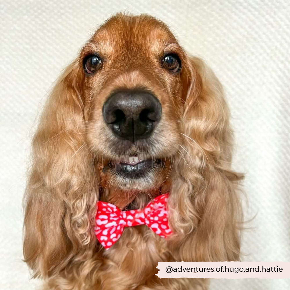 Red & Pink Leopard Bow Tie