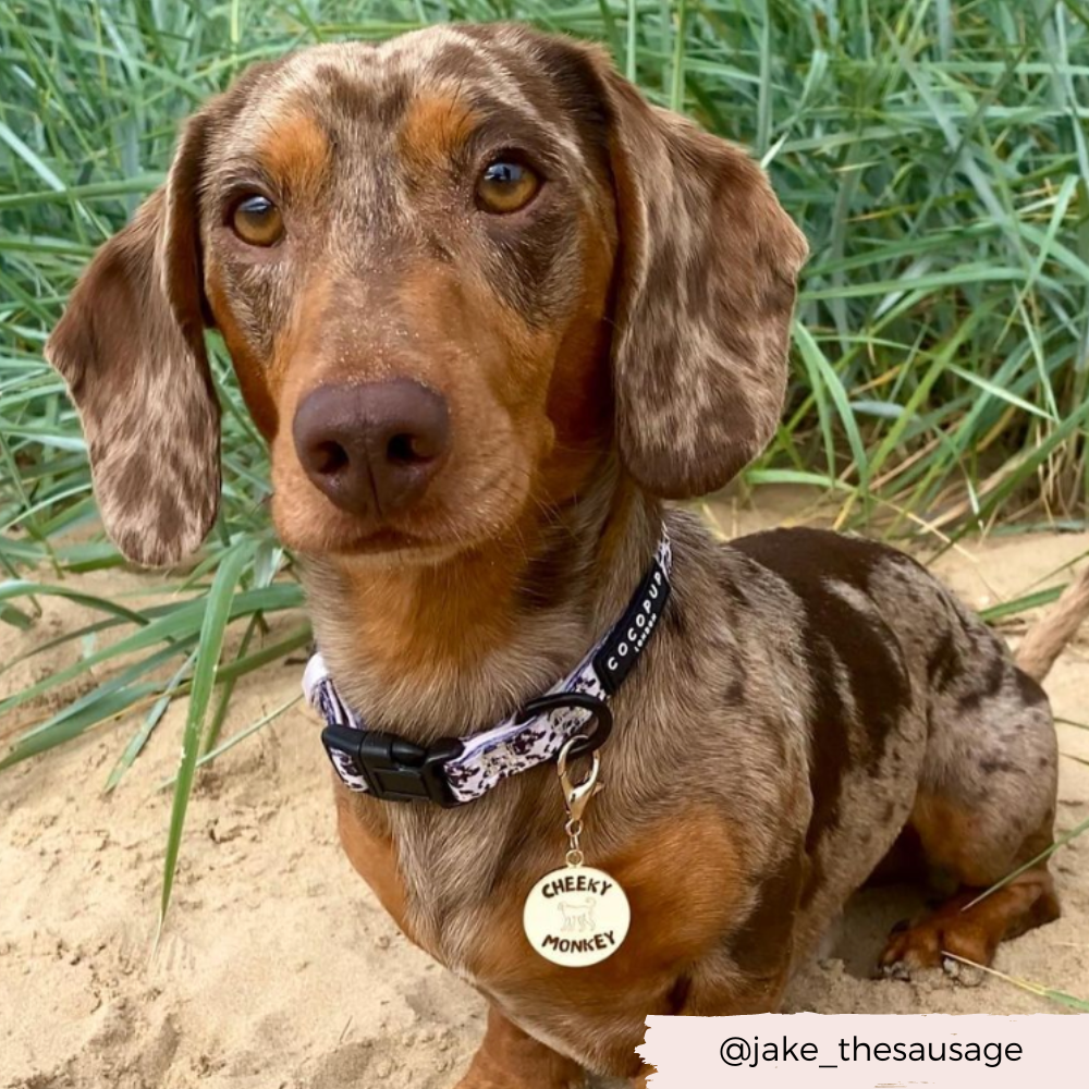 Dog Collar Charm - Cheeky Monkey