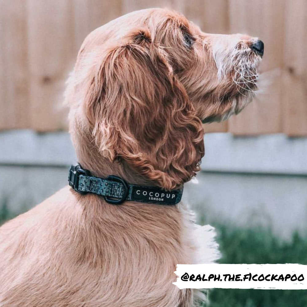 Khaki Leopard Collar