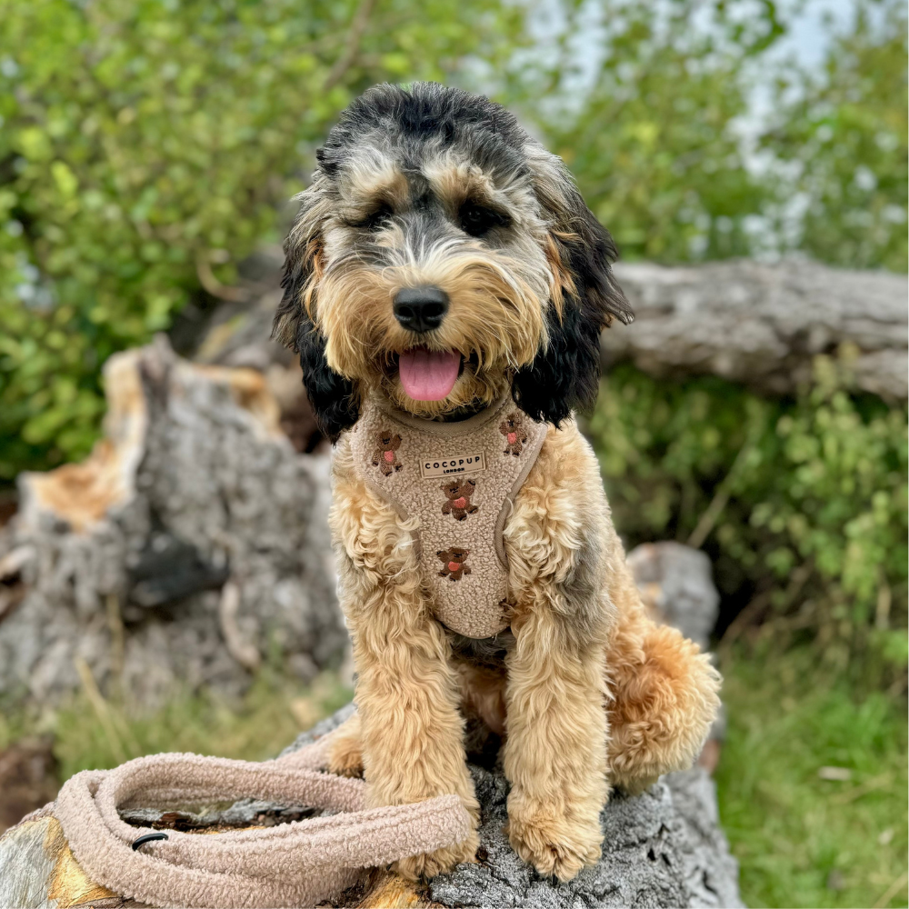 Theo Embroidered Teddy Adjustable Neck Harness