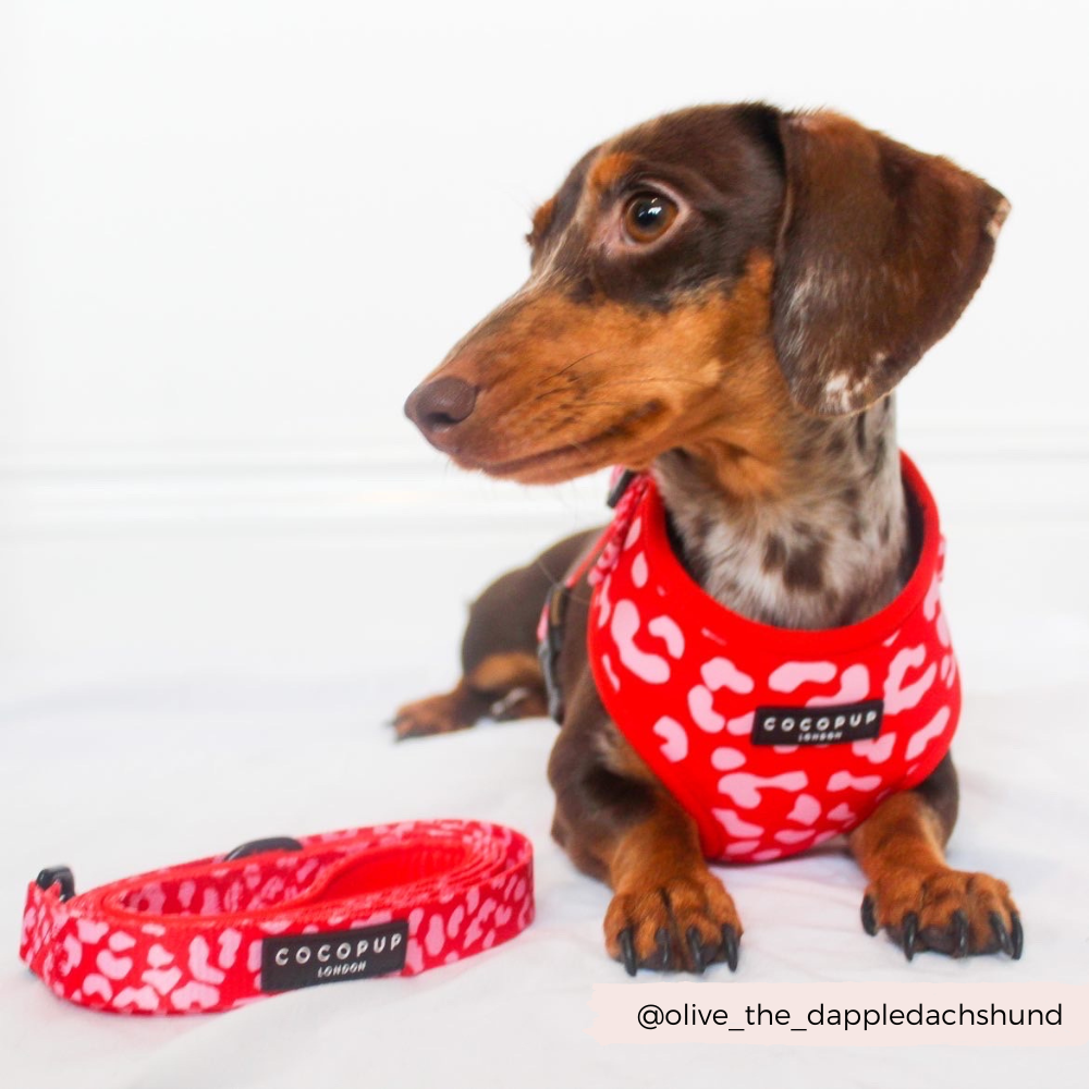 Red & Pink Leopard Lead