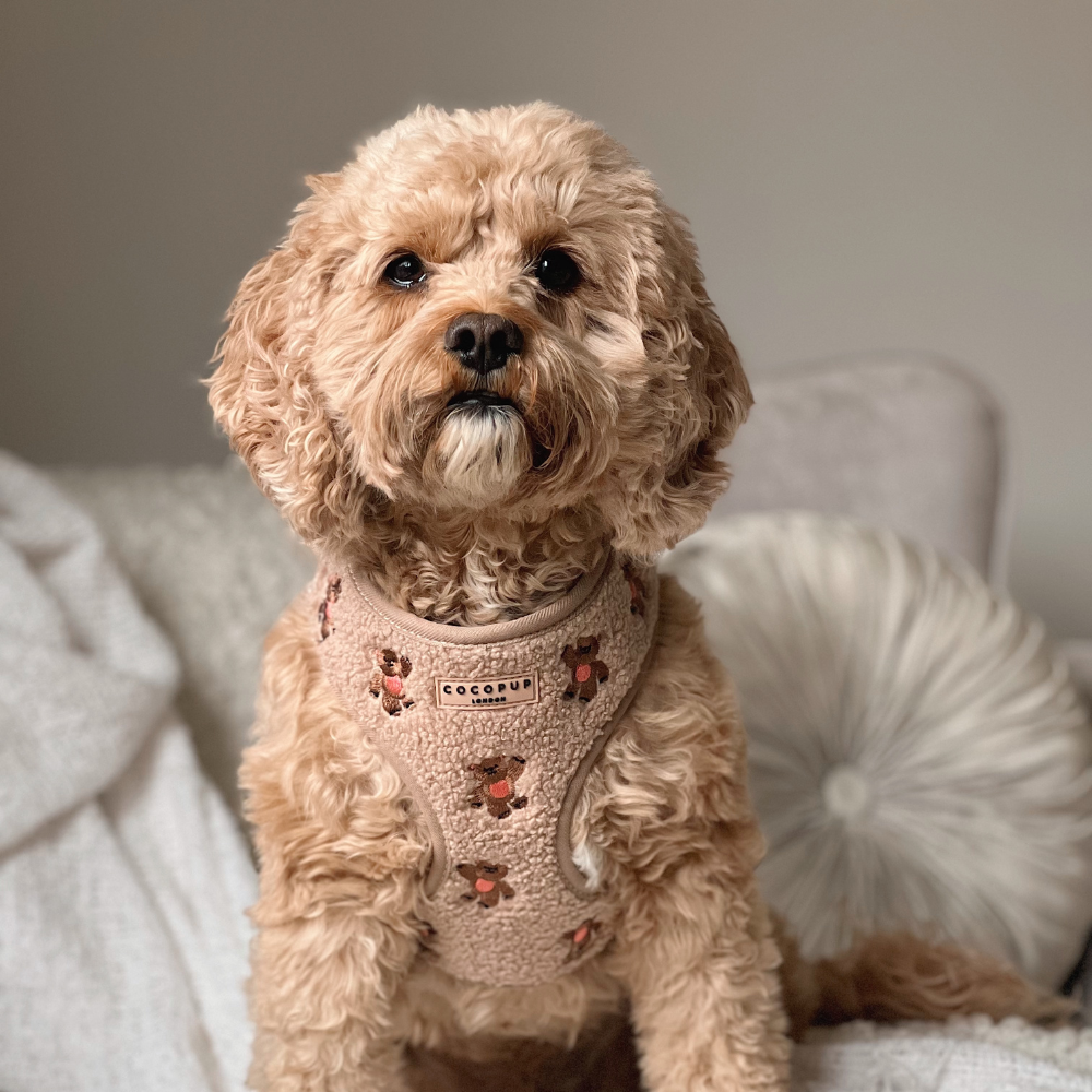 Theo Embroidered Teddy Adjustable Neck Harness