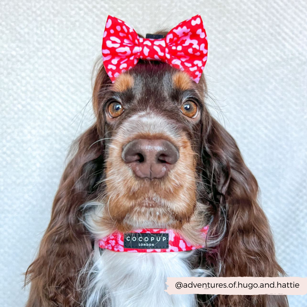 Red & Pink Leopard Collar