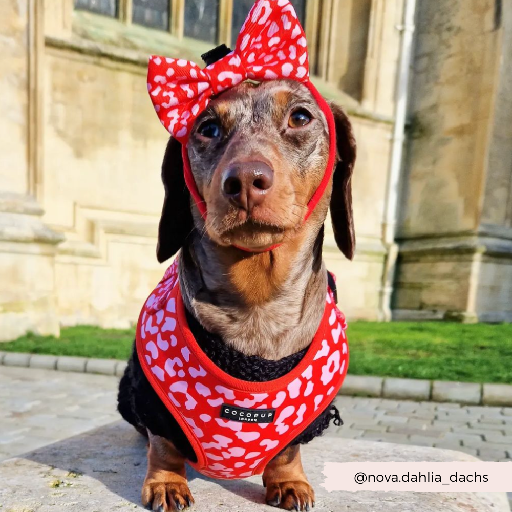 Red & Pink Leopard Bow Tie