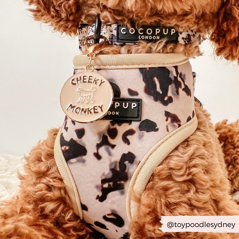 Dog Collar Charm - Cheeky Monkey