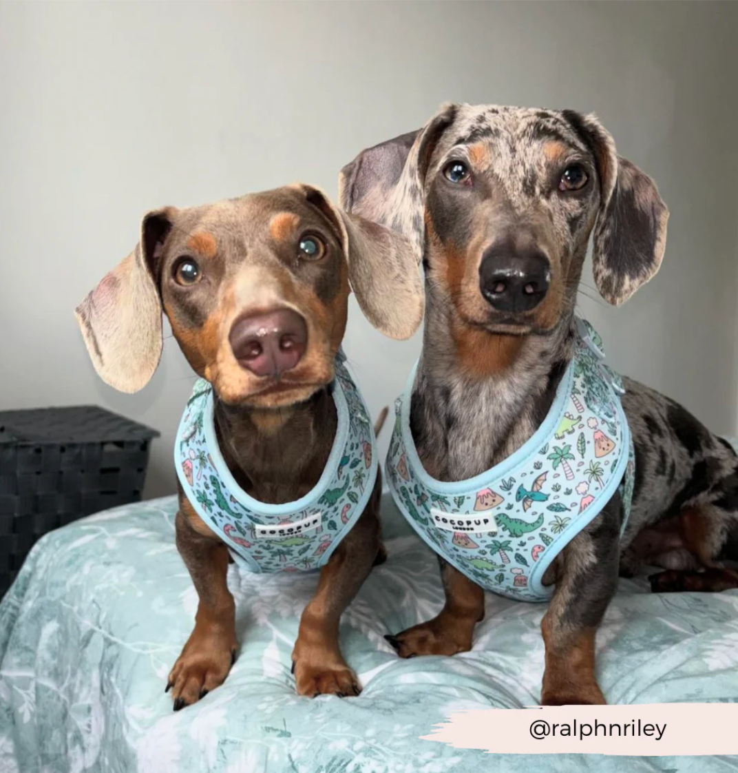 Dinopaws Adjustable Neck Harness