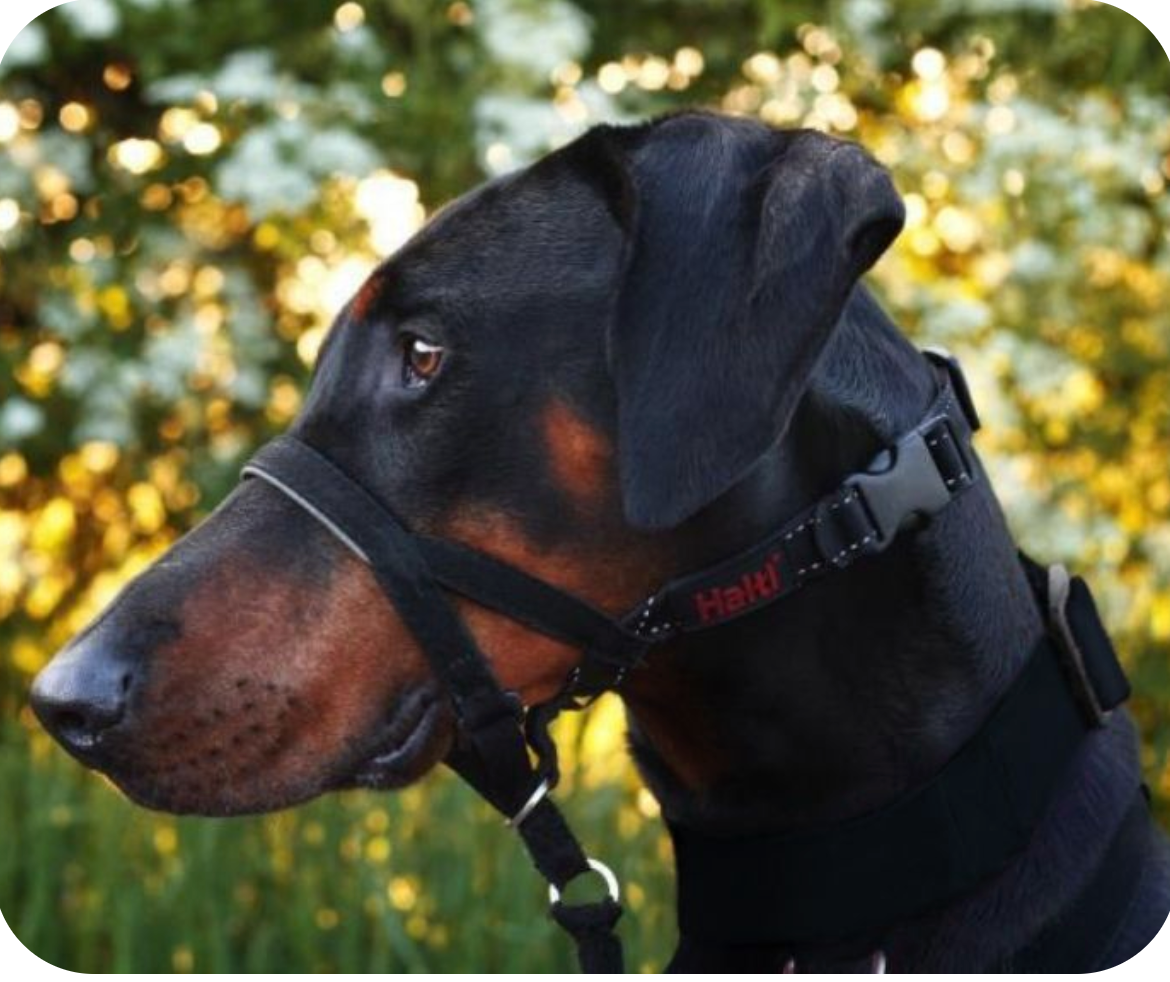 Halti Headcollar