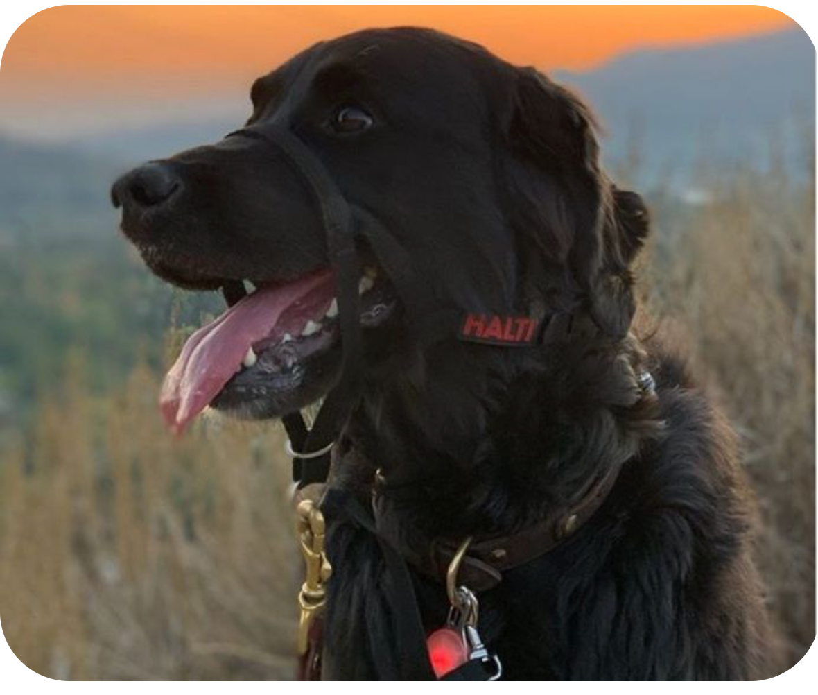 Halti Headcollar