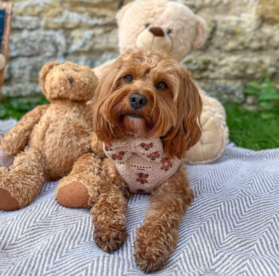 Theo Embroidered Teddy Adjustable Neck Harness