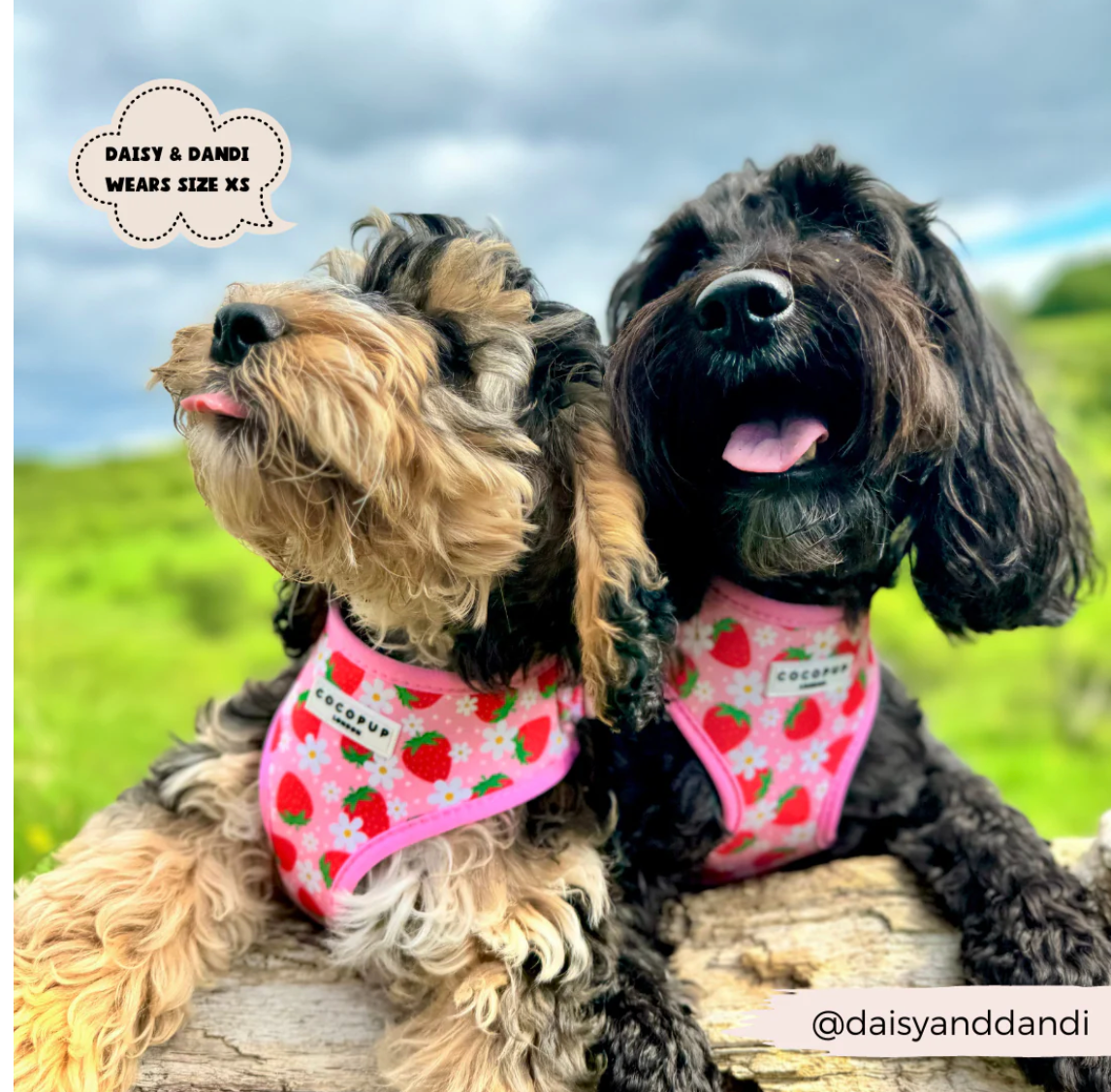 Pupberry Fields Adjustable Neck Harness