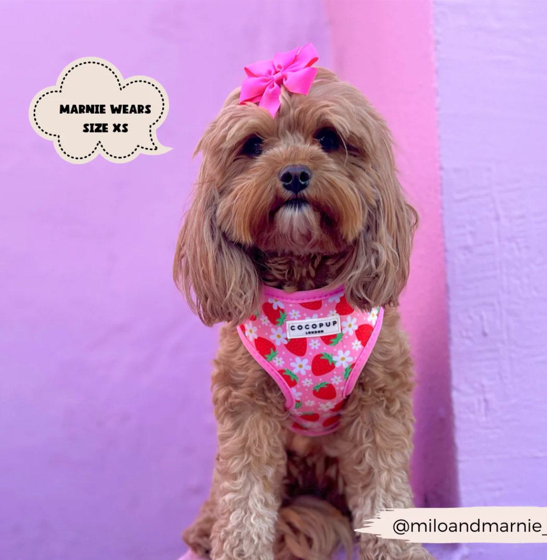 Pupberry Fields Adjustable Neck Harness