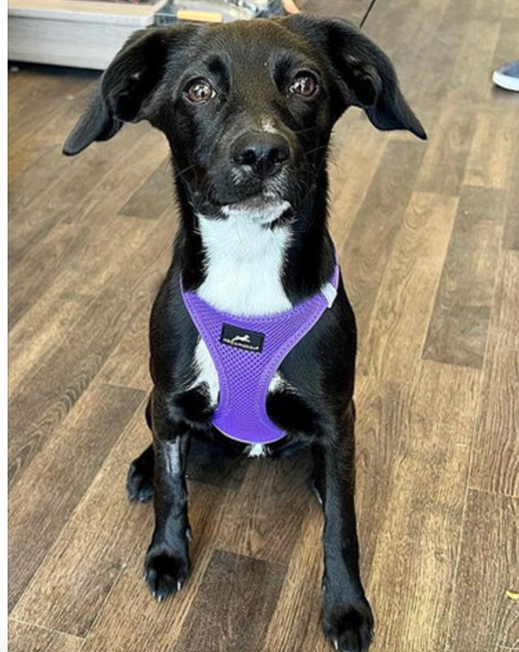 Step-in Air Mesh Dog Harness