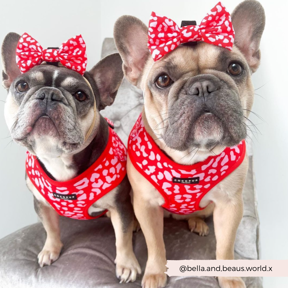Red & Pink Leopard Bow Tie