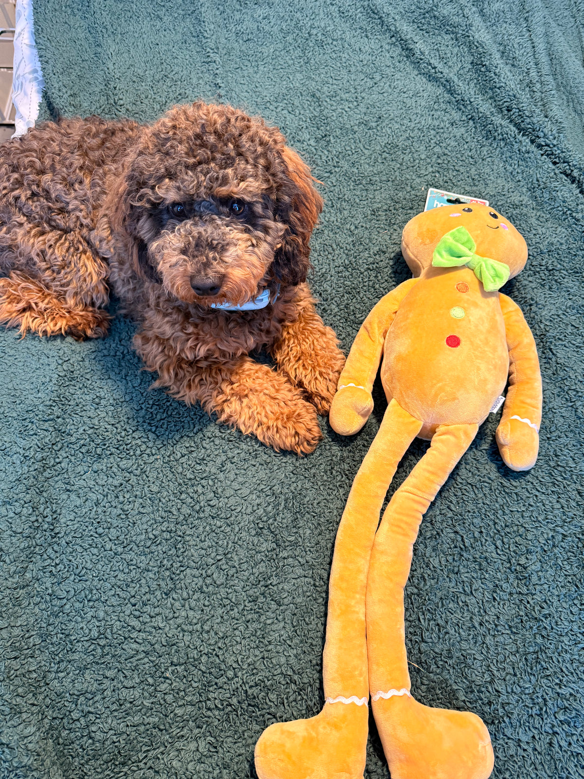 Jumbo Gingerbread Plush Dog Toy by Happy Pet