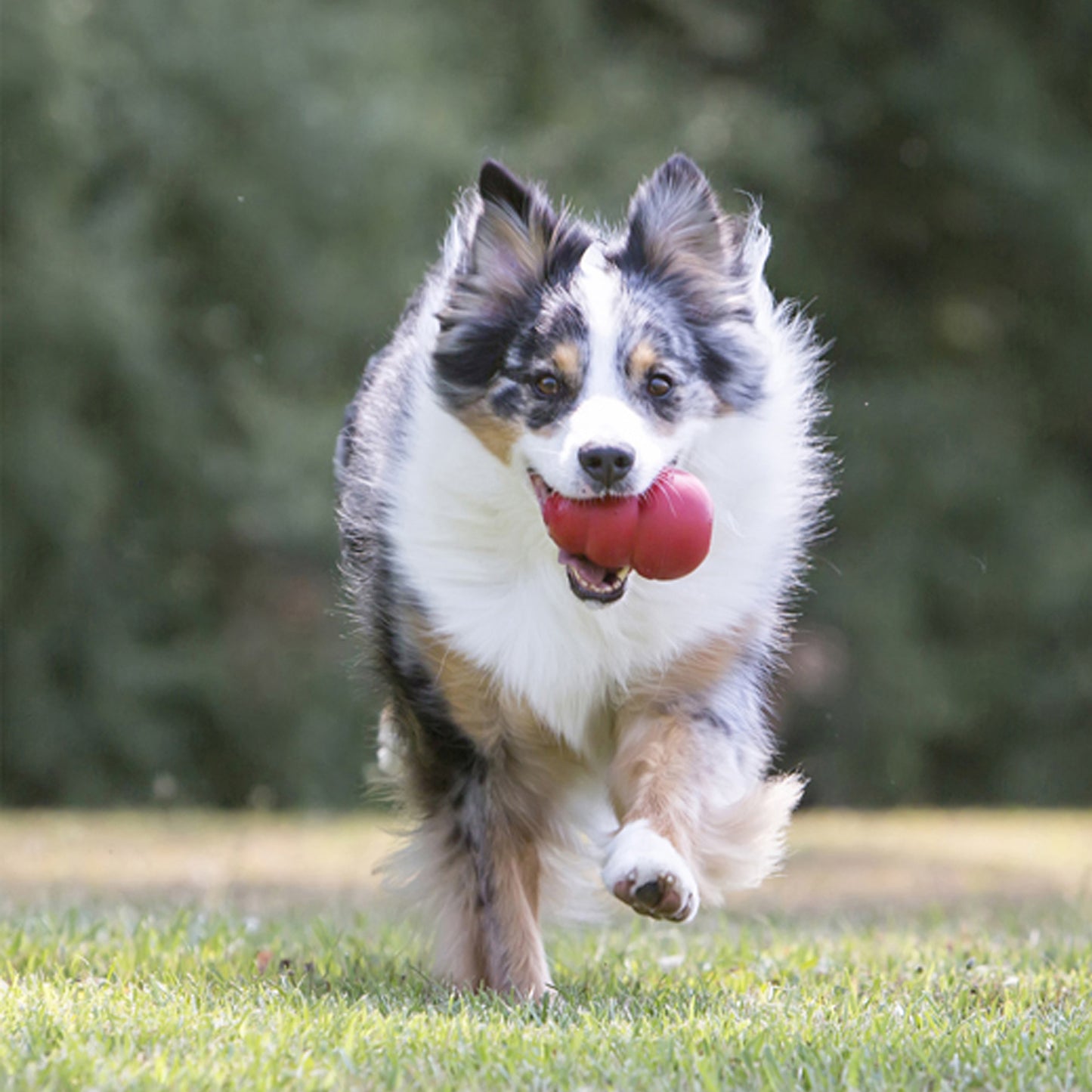 KONG Classic Dog Toy