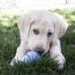 KONG Puppy - Dog Toy