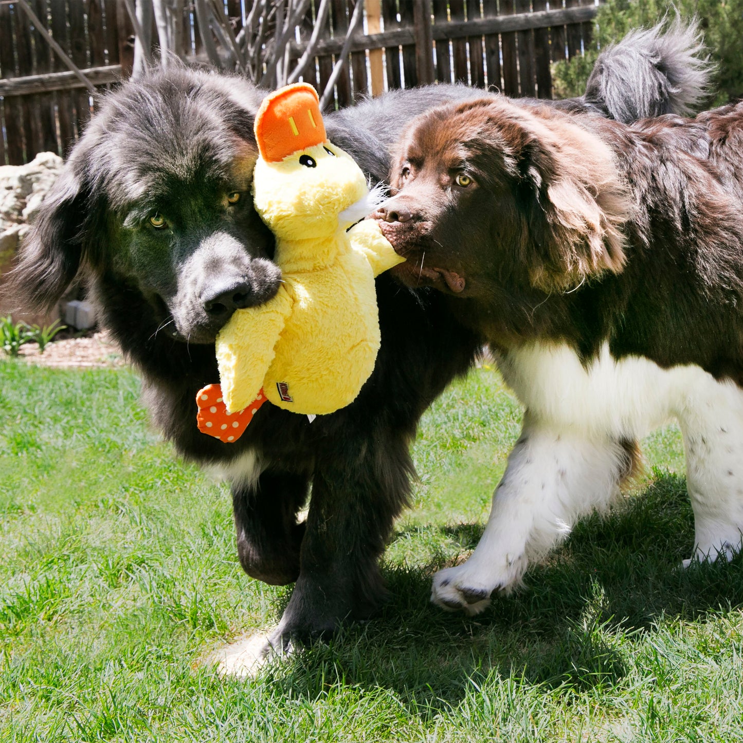 KONG Comfort Jumbo Plush Dog Toy - Yellow Duck-Purple Duck