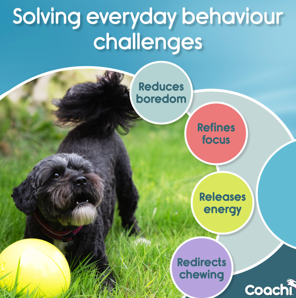 Boomi Ball by Coachi -The new version of the original Boomer ball, new colours and sizes perfect for dogs and puppies