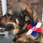 Such a striking bow tie shows British pride. And union jacks all handmade for small and large breed dogs