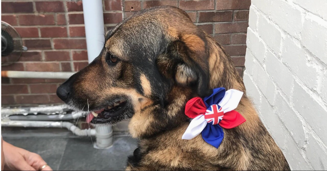Such a striking bow tie shows British pride. And union jacks all handmade for small and large breed dogs