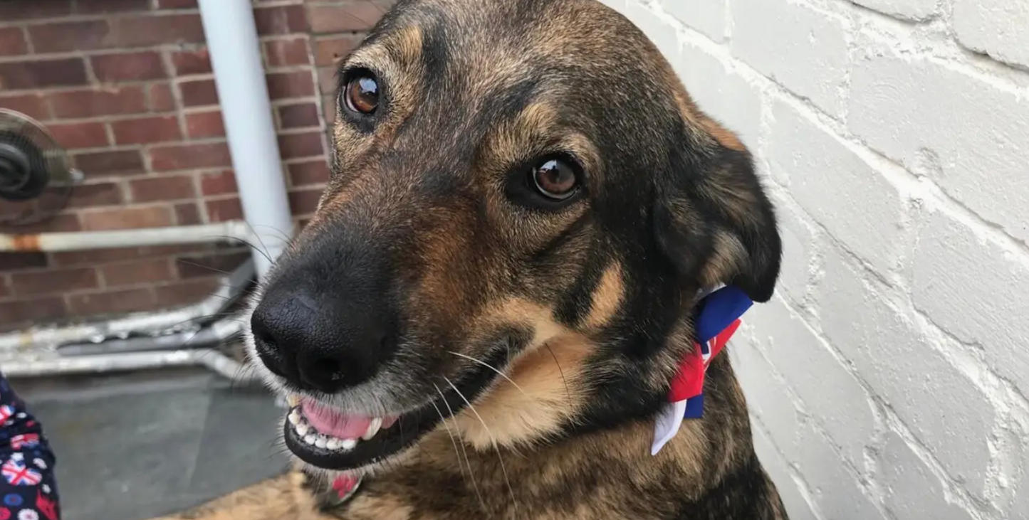 Such a striking bow tie shows British pride. And union jacks all handmade for small and large breed dogs