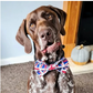 Such a striking bow tie shows British pride. And union jacks all handmade for small and large breed dogs