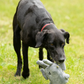Petface Seriously Strong Plush Robot Dog Toy is built to withstand even the strongest of chewers