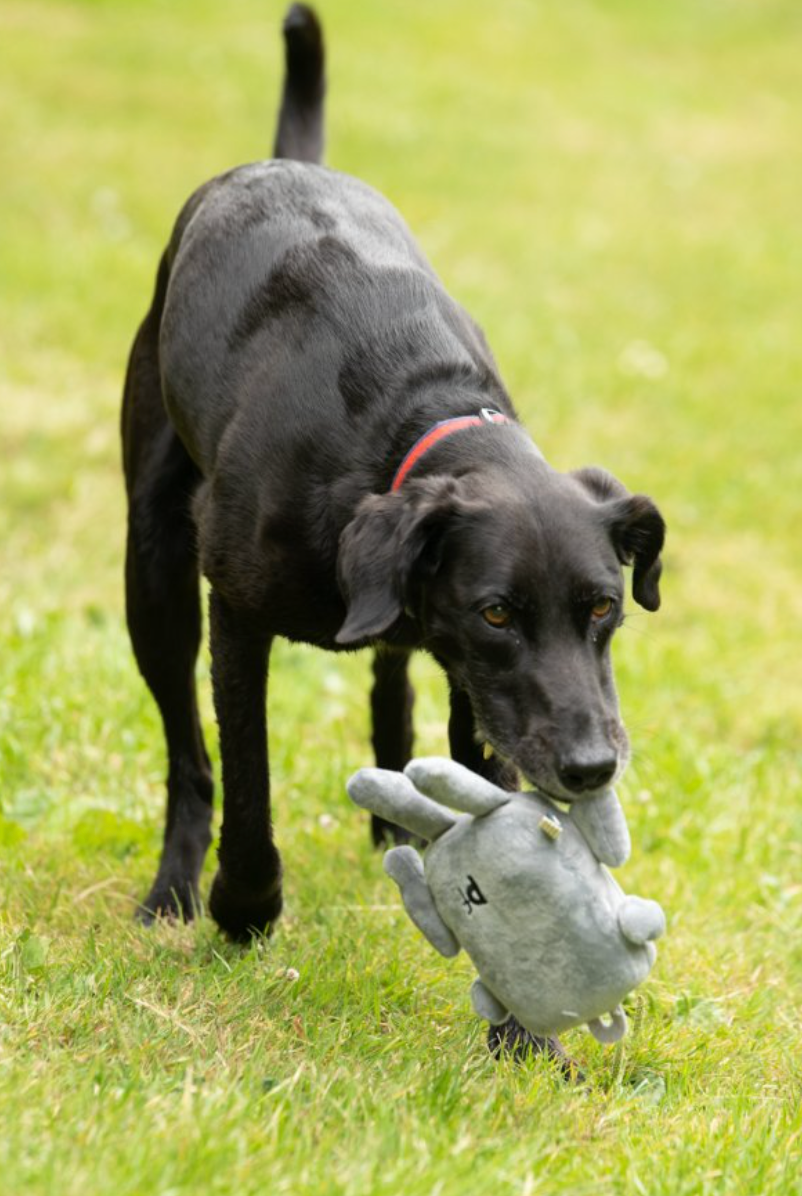 Petface Seriously Strong Plush Robot Dog Toy is built to withstand even the strongest of chewers