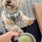 COCOPUP Olive Check Adjustable Neck HARNESS