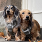 COCOPUP Olive Check Adjustable Neck HARNESS
