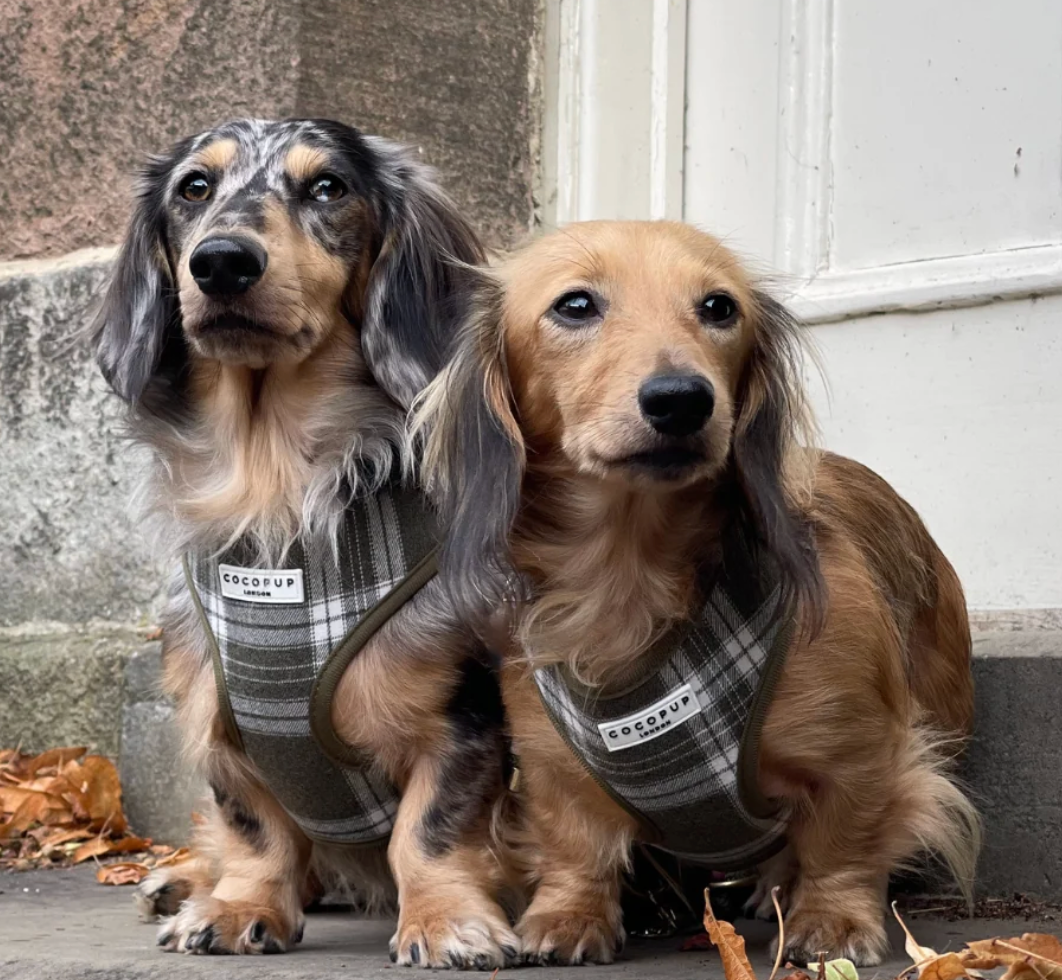 COCOPUP Olive Check Adjustable Neck HARNESS