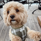 COCOPUP Olive Check Adjustable Neck HARNESS