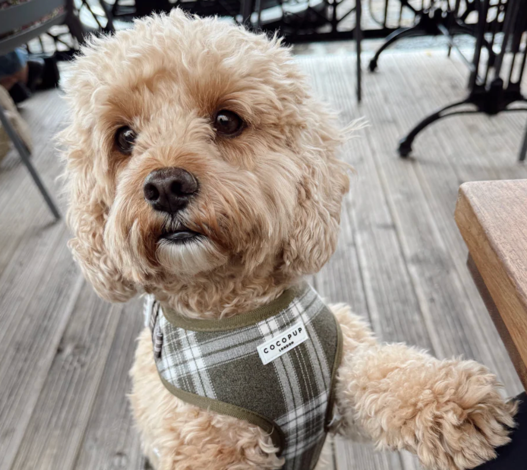 COCOPUP Olive Check Adjustable Neck HARNESS