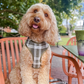COCOPUP Olive Check Adjustable Neck HARNESS