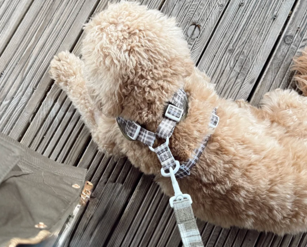 Coco Pup London Olive Check Adjustable Neck Harness, Lead & Collar ,Bow Tie