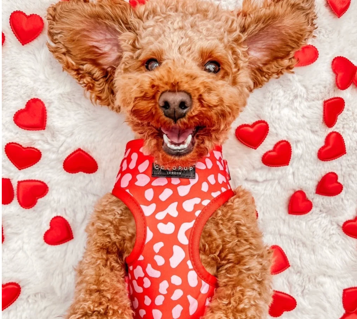 COCOPUP Red & Pink Leopard Adjustable Neck HARNESS