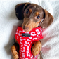COCOPUP Red & Pink Leopard Adjustable Neck HARNESS