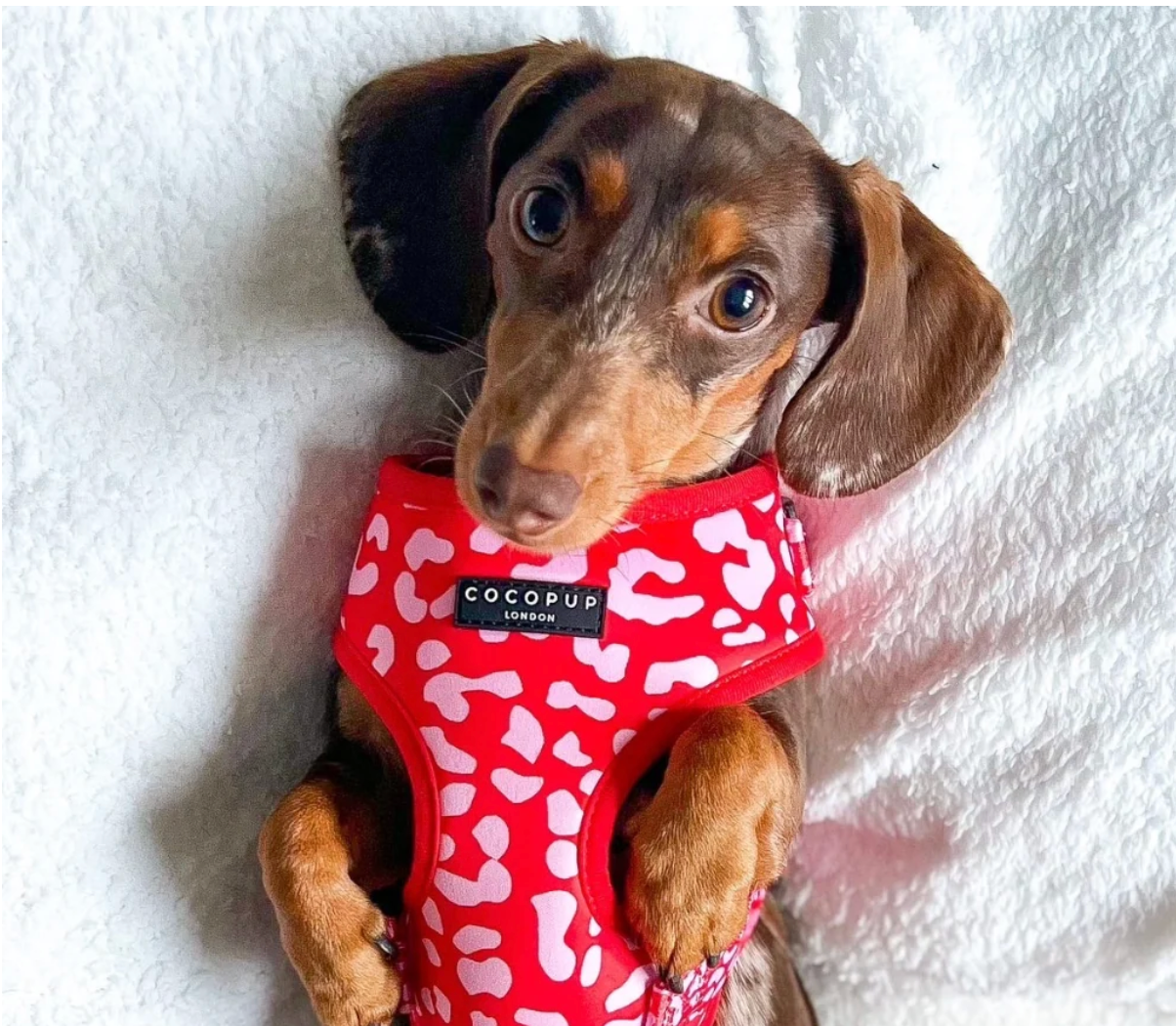COCOPUP Red & Pink Leopard Adjustable Neck HARNESS