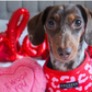 COCOPUP Red & Pink Leopard Adjustable Neck HARNESS
