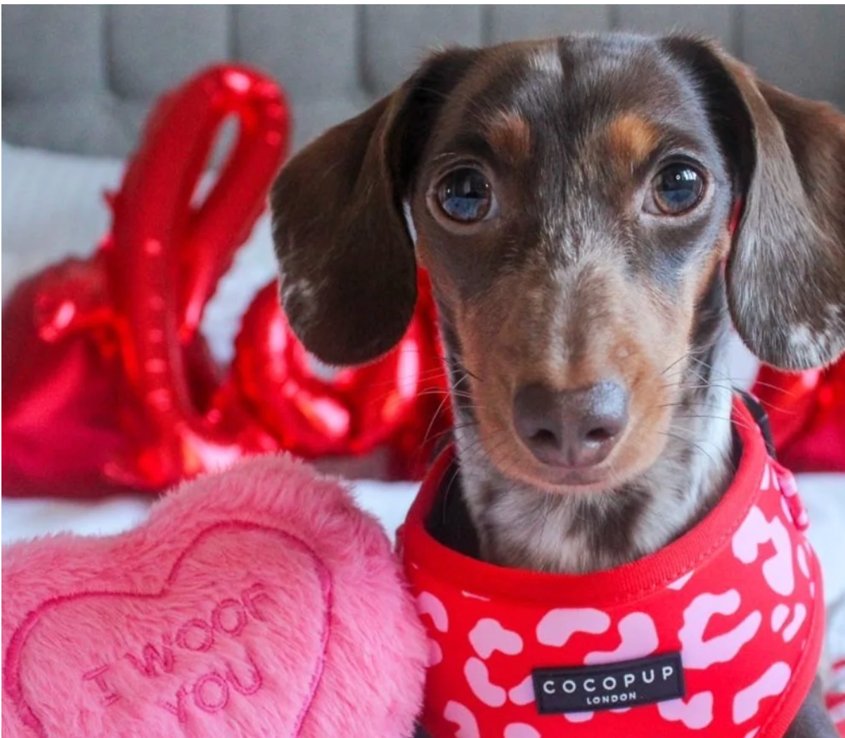 COCOPUP Red & Pink Leopard Adjustable Neck HARNESS