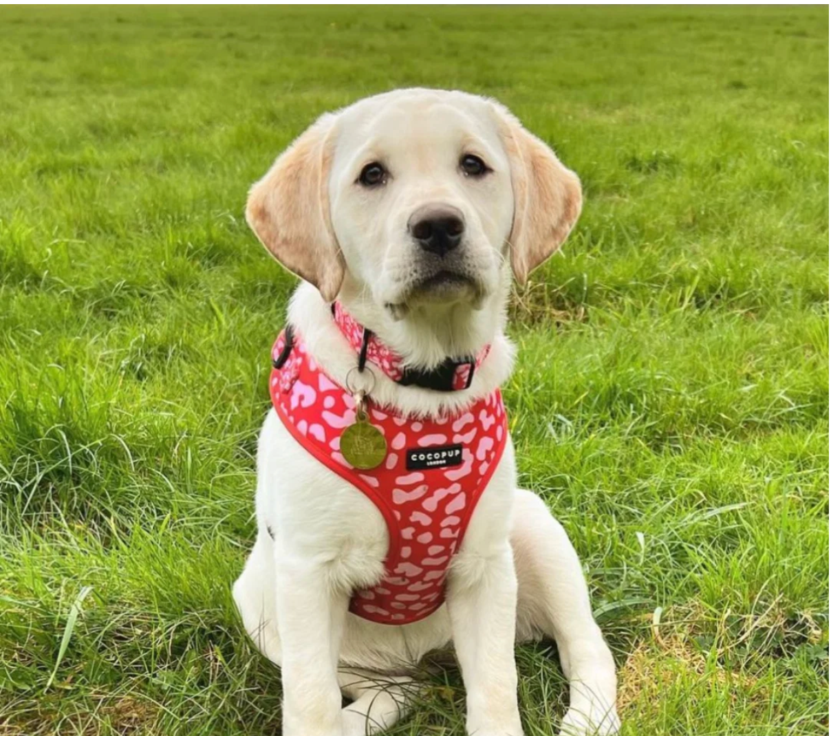 COCOPUP Red & Pink Leopard Adjustable Neck HARNESS