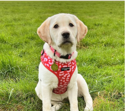 COCOPUP Red & Pink Leopard Adjustable Neck HARNESS