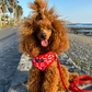 COCOPUP Red & Pink Leopard Adjustable Neck HARNESS