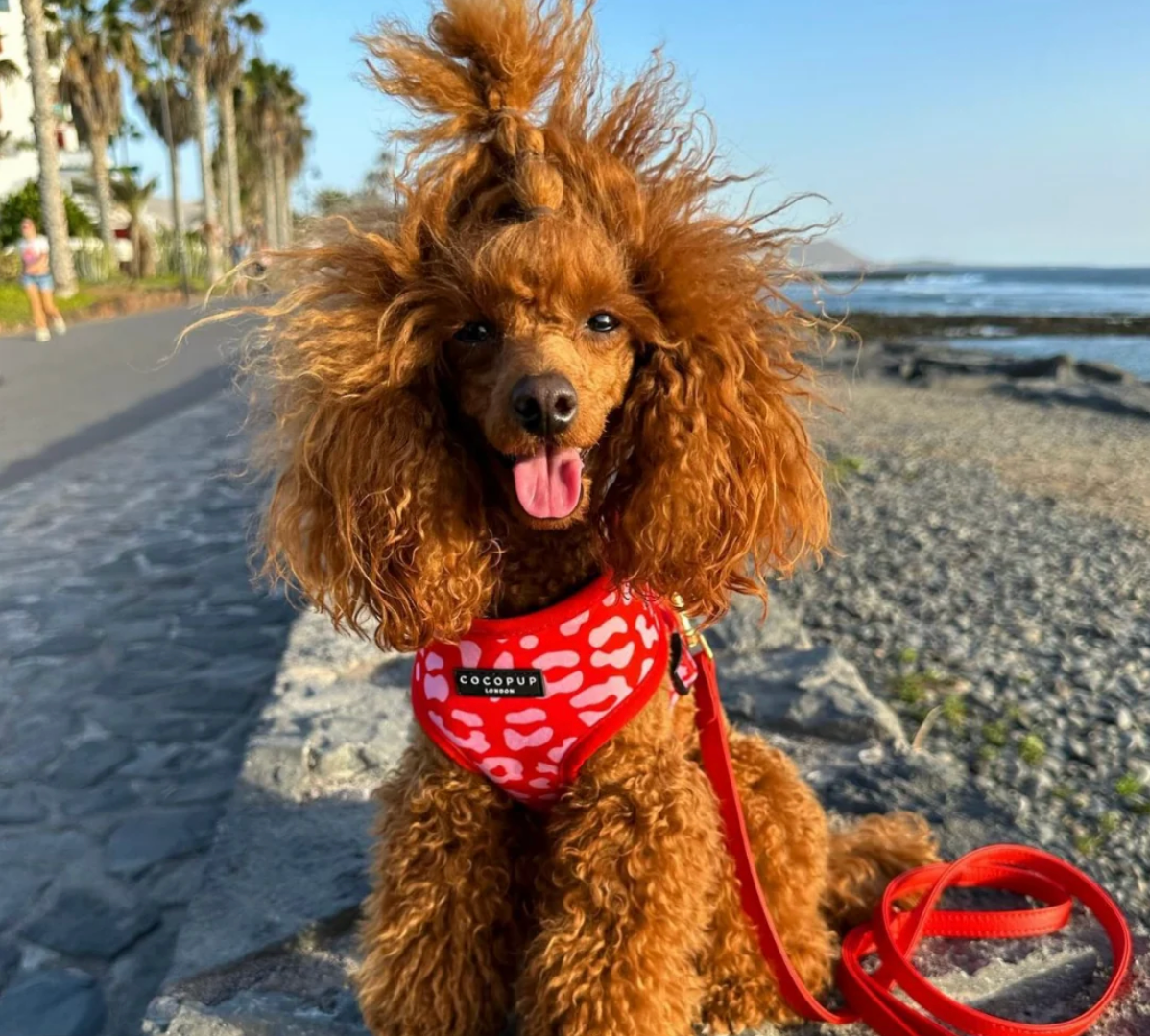COCOPUP Red & Pink Leopard Adjustable Neck HARNESS
