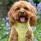 Buttercup Pup Adjustable Neck HARNESS,LEAD,COLLAR,POO BAG ,BOW TIE