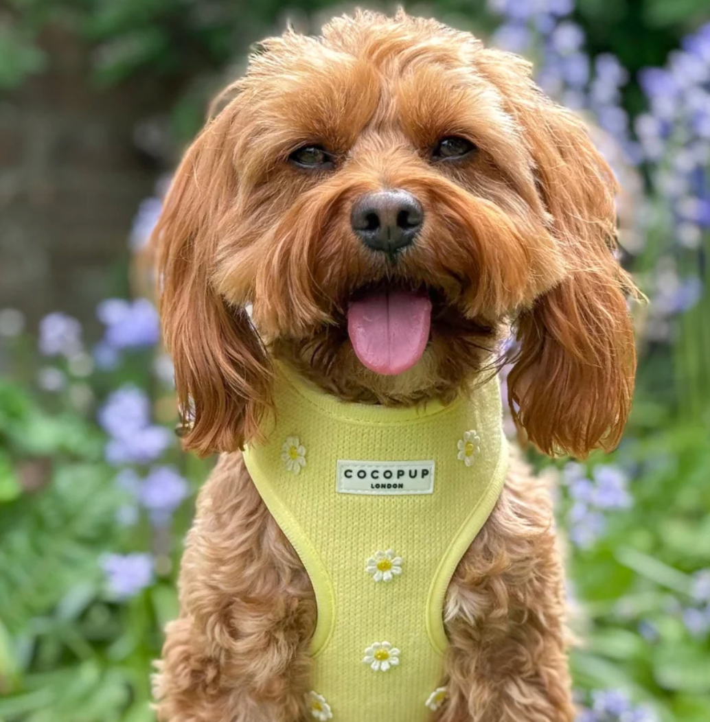 Buttercup Pup Adjustable Neck HARNESS,LEAD,COLLAR,POO BAG ,BOW TIE