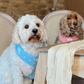 COCO PUP Blue Heart HARNESS SET