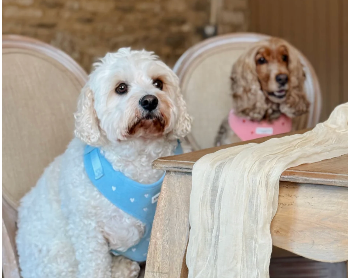 COCO PUP Blue Heart HARNESS SET