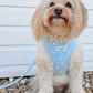 COCO PUP Blue Heart HARNESS SET
